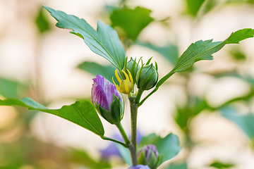 Image showing beautiful violet hibiscus in garden