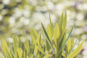 Image showing green grass plant leaf background