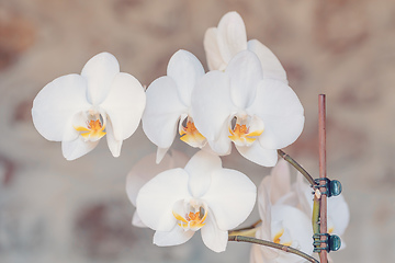 Image showing romantic white flower orchid