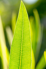 Image showing Green Leaf Texture background