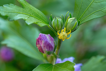 Image showing beautiful violet hibiscus in garden