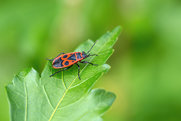 Image showing The firebug, common insect Europe wildlife