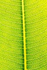 Image showing Green Leaf Texture background