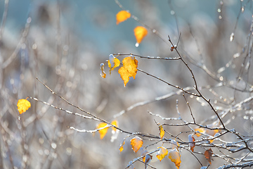 Image showing beautiful autumn yellow birch leaves background