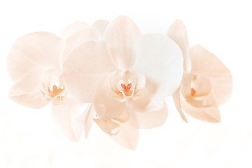 Image showing romantic branch of white orchid on beige background