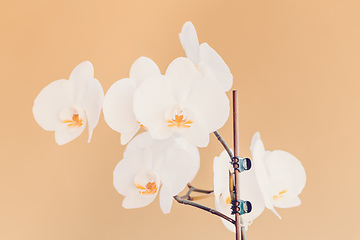 Image showing romantic branch of white orchid on beige background