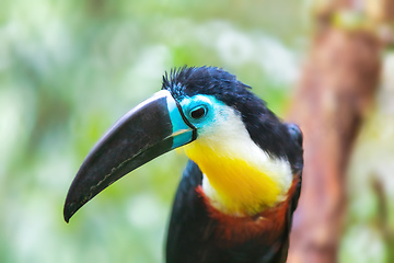 Image showing bird hannel-billed toucan, Ramphastos vitellinus