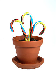 Image showing Potted Canes