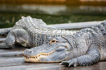 Image showing American alligator (Alligator mississippiensis)