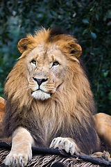 Image showing Southwest African lion or Katanga lion