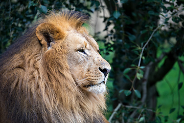 Image showing Southwest African lion or Katanga lion