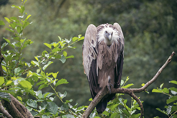 Image showing Himalayan vulture or Himalayan griffon vulture