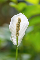 Image showing Spathiphyllum, Peace lily