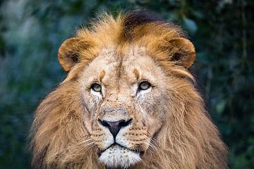 Image showing Southwest African lion or Katanga lion