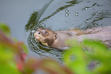 Image showing Giant Otter - Pteronura brasiliensis, fresh water carnivore