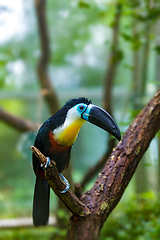 Image showing bird hannel-billed toucan, Ramphastos vitellinus