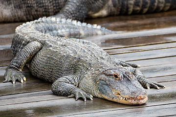 Image showing American alligator (Alligator mississippiensis)