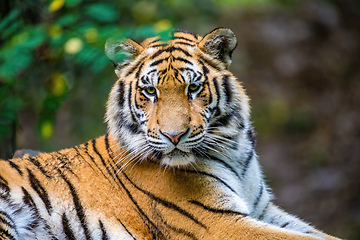 Image showing resting Siberian tiger, Panthera tigris altaica