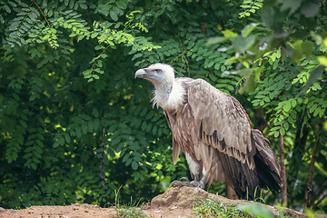 Image showing Himalayan vulture or Himalayan griffon vulture