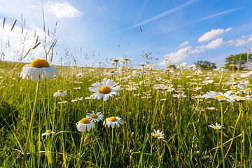 Image showing daisy flower field in spring