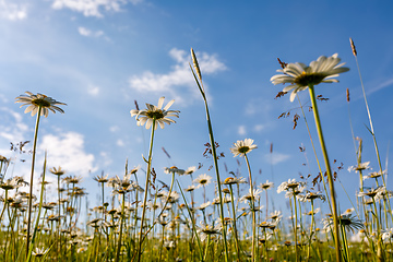 Image showing daisy flower field in spring