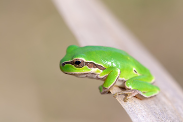 Image showing green tree frog Hortobagy, Hungary