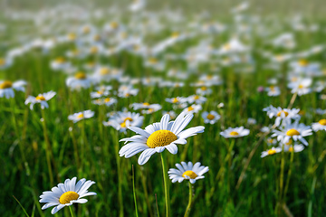 Image showing daisy flower field in spring