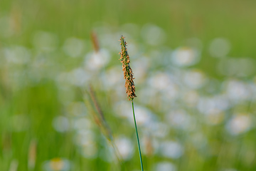 Image showing spring grass on summer flowering meadow