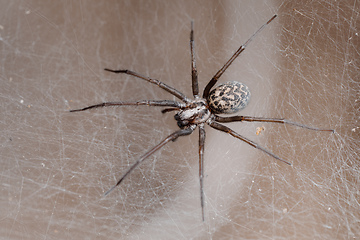 Image showing spider in the Liocranidae family on web