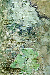Image showing bark texture, pattern for background or backdrop