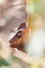 Image showing Malagasy giant chameleon, Madagascar