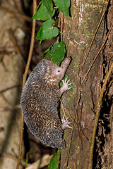 Image showing Lesser Hedgehog Tenrec, Echinops telfairi madagascar wildlife