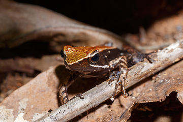 Image showing frog Climbing Mantella, Madagascar wildlife