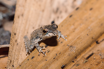 Image showing small frog Boophis Madagascar Wildlife