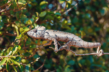 Image showing Malagasy giant chameleon, Madagascar