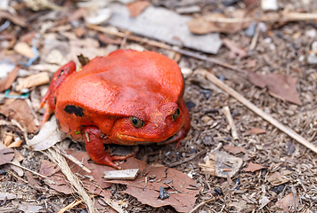 Image showing big red Tomato frogs, Dyscophus antongilii