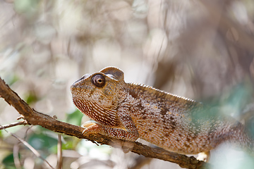 Image showing Malagasy giant chameleon, Madagascar