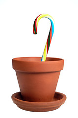 Image showing Potted Cane