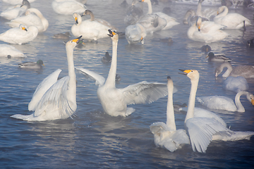 Image showing Whooper swans swimming in the lake