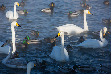 Image showing Whooper swans swimming in the lake