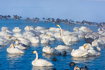 Image showing Whooper swans swimming in the lake