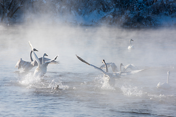 Image showing Whooper swans swimming in the lake