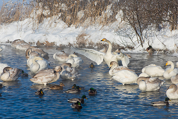 Image showing Whooper swans swimming in the lake