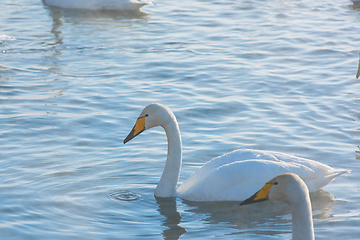 Image showing Whooper swans swimming in the lake