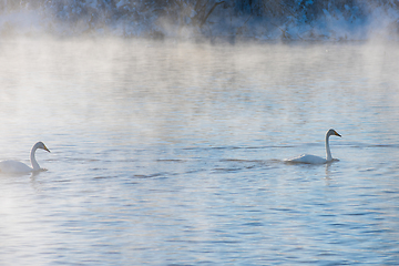 Image showing Whooper swans swimming in the lake