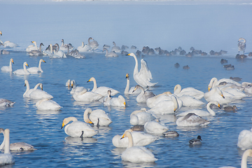 Image showing Whooper swans swimming in the lake