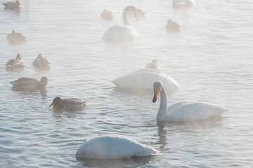 Image showing Whooper swans swimming in the lake