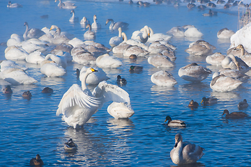 Image showing Whooper swans swimming in the lake