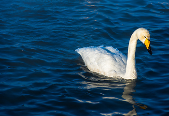 Image showing Whooper swans swimming in the lake