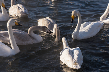 Image showing Whooper swans swimming in the lake